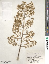 Aralia elata image