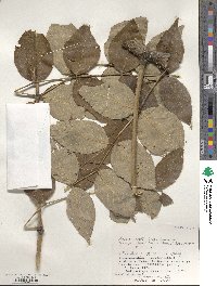 Aralia elata image