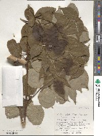 Aralia elata image