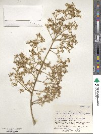 Aralia elata image