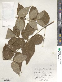 Aralia elata image