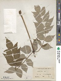 Aralia elata var. elata image