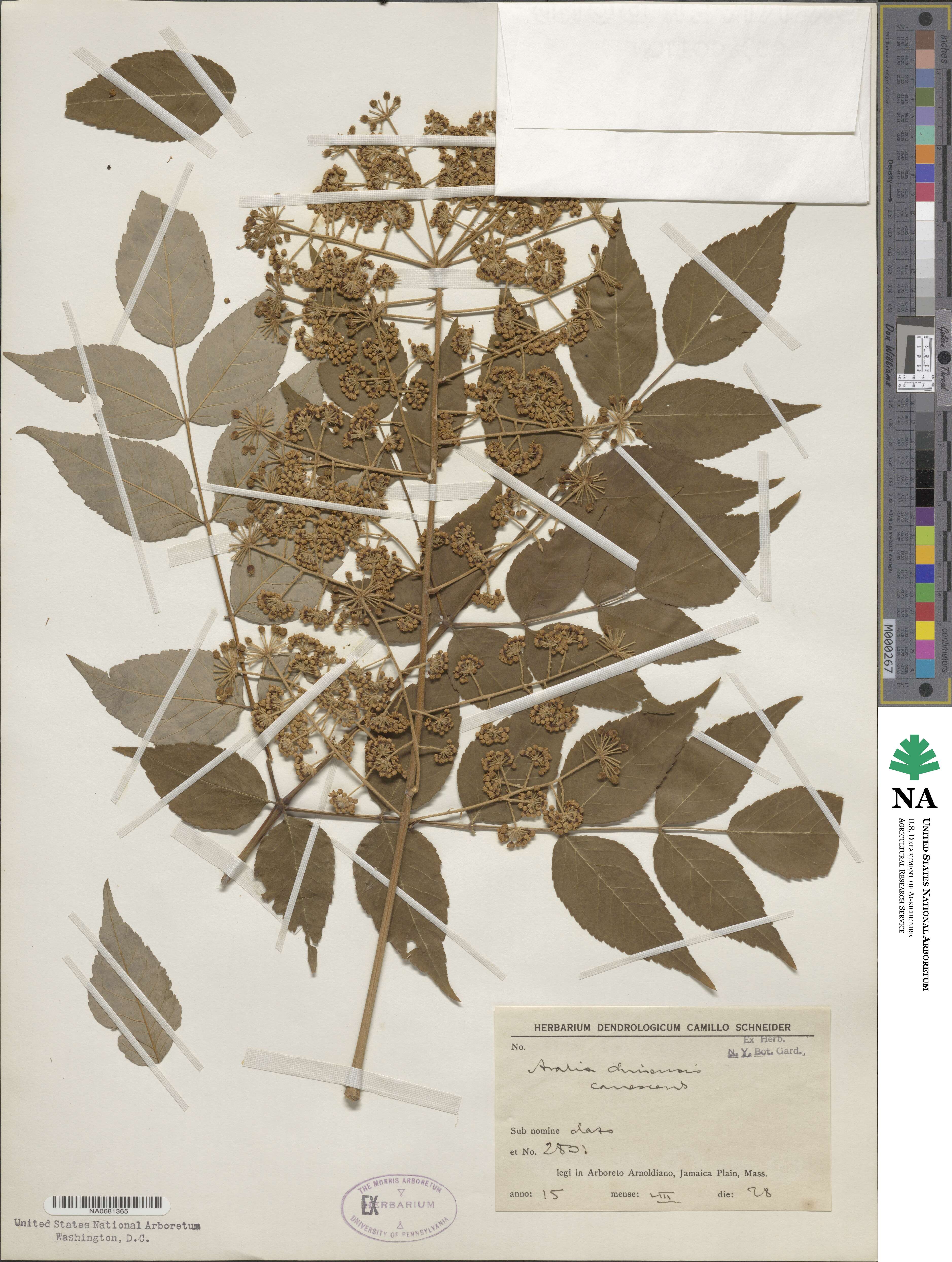 Aralia elata image
