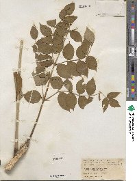 Aralia elata image