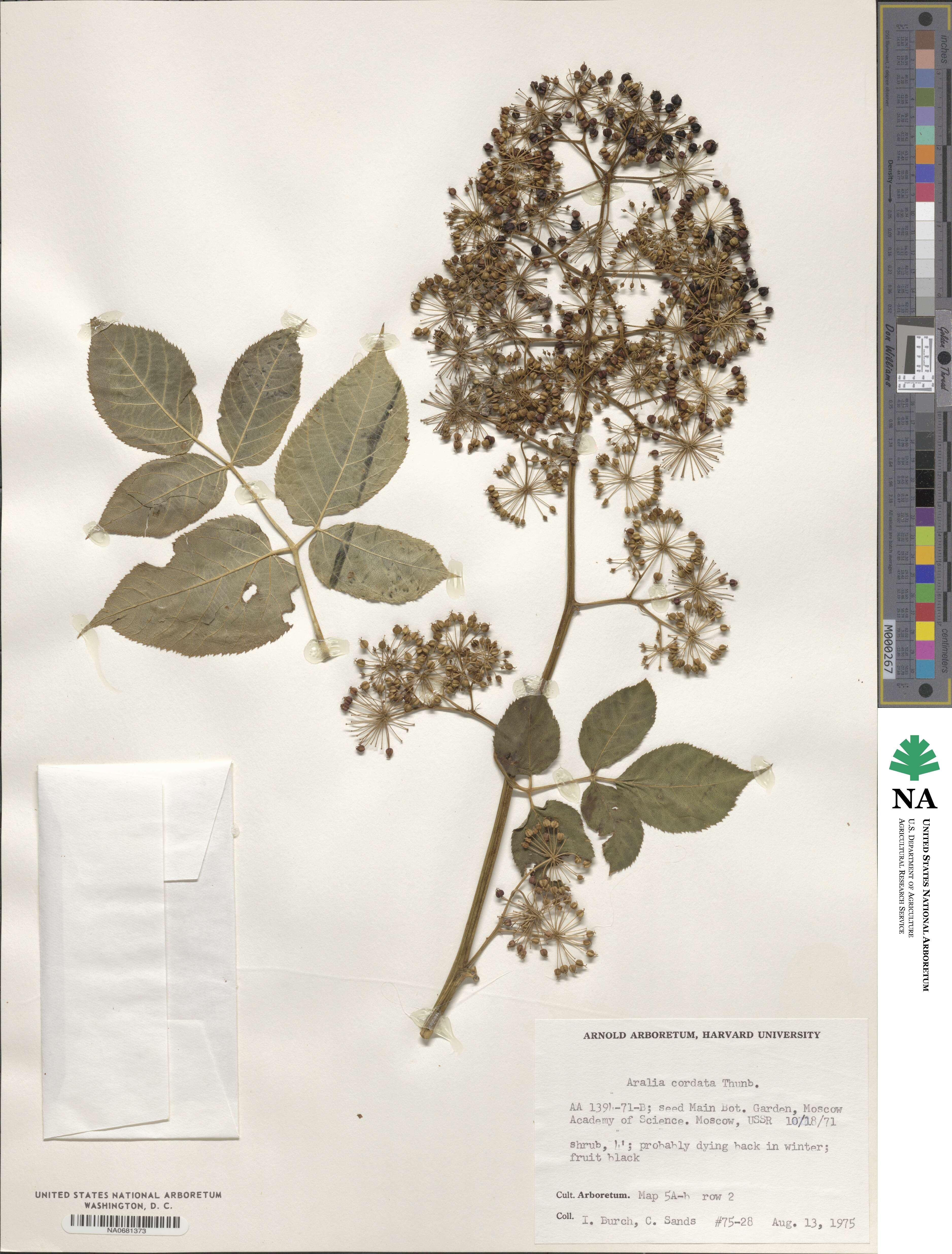 Aralia cordata image