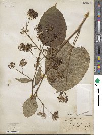 Aralia cordata image