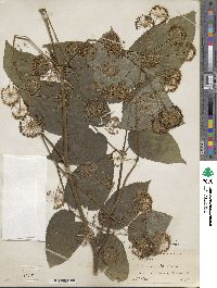 Aralia cordata image