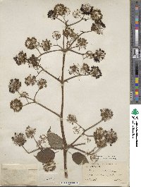 Aralia cordata image