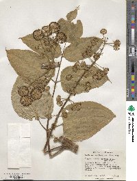 Aralia cordata image