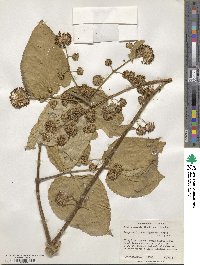 Aralia cordata image