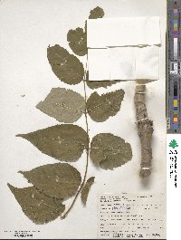 Aralia elata image