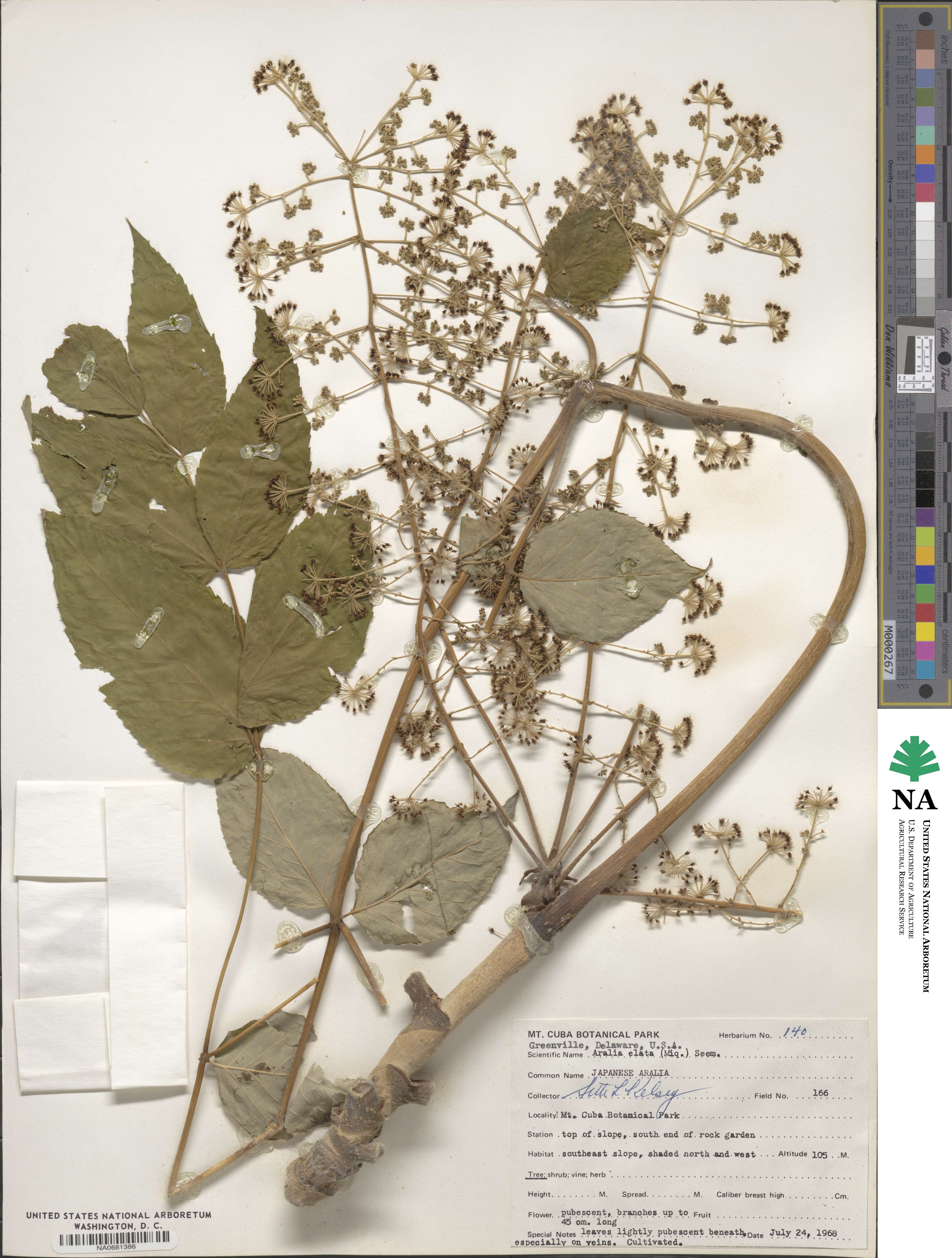 Aralia elata image