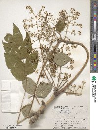 Aralia elata image