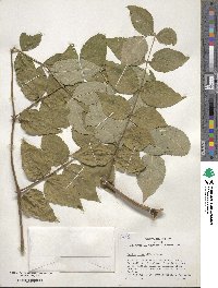 Aralia elata image