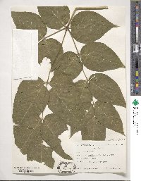 Aralia elata image