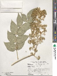 Aralia elata image