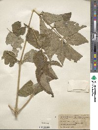 Aralia elata image