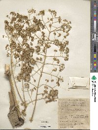 Aralia elata image