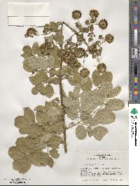 Aralia elata image