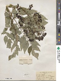 Aralia elata image