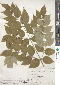 Aralia elata image