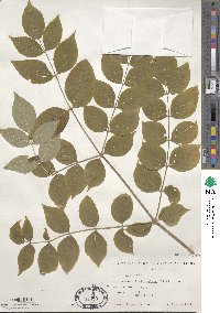 Aralia elata image