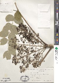 Aralia elata image