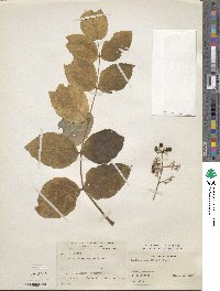 Aralia elata image