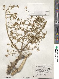 Aralia elata image