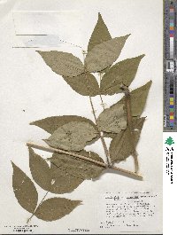 Aralia elata image