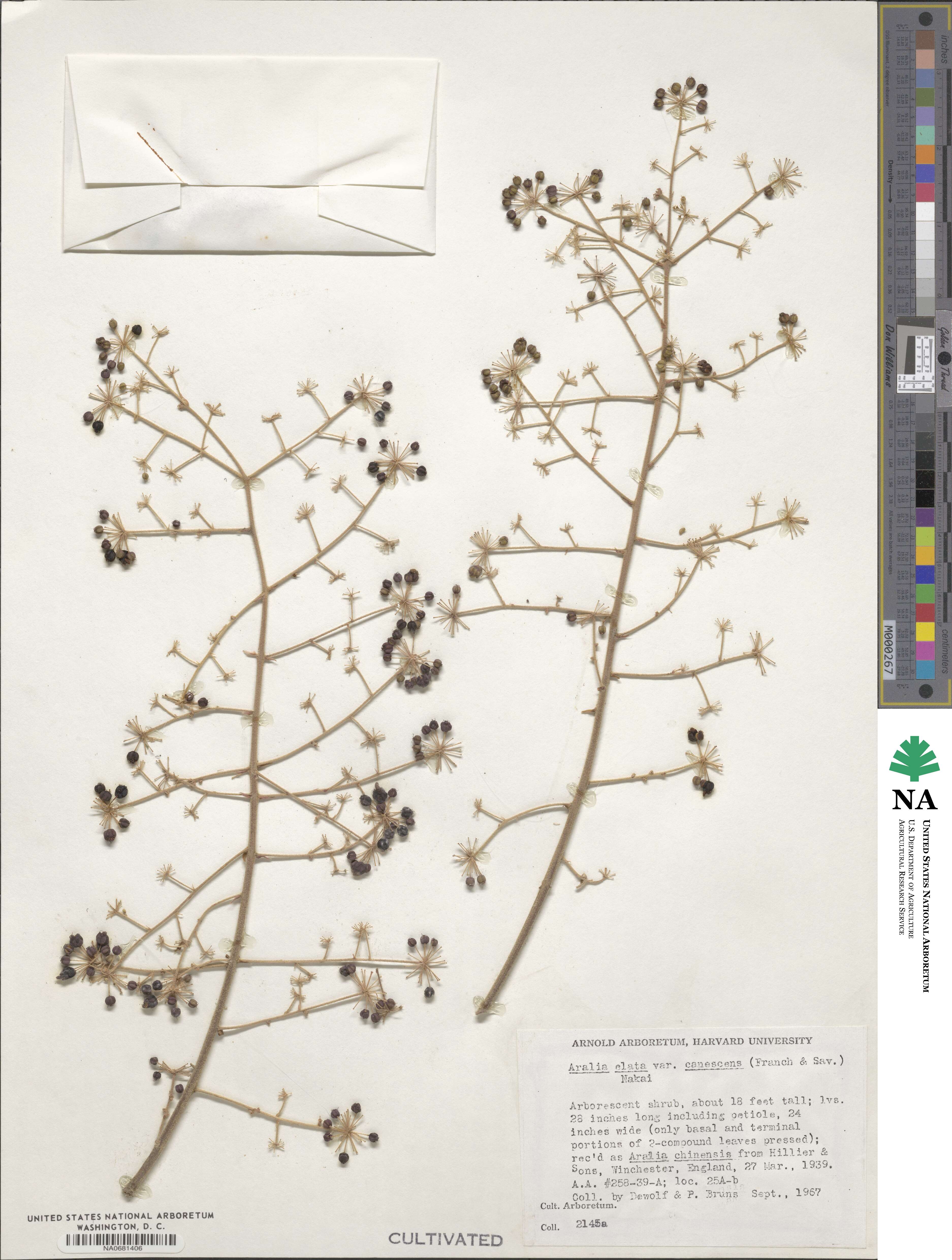 Aralia elata var. elata image