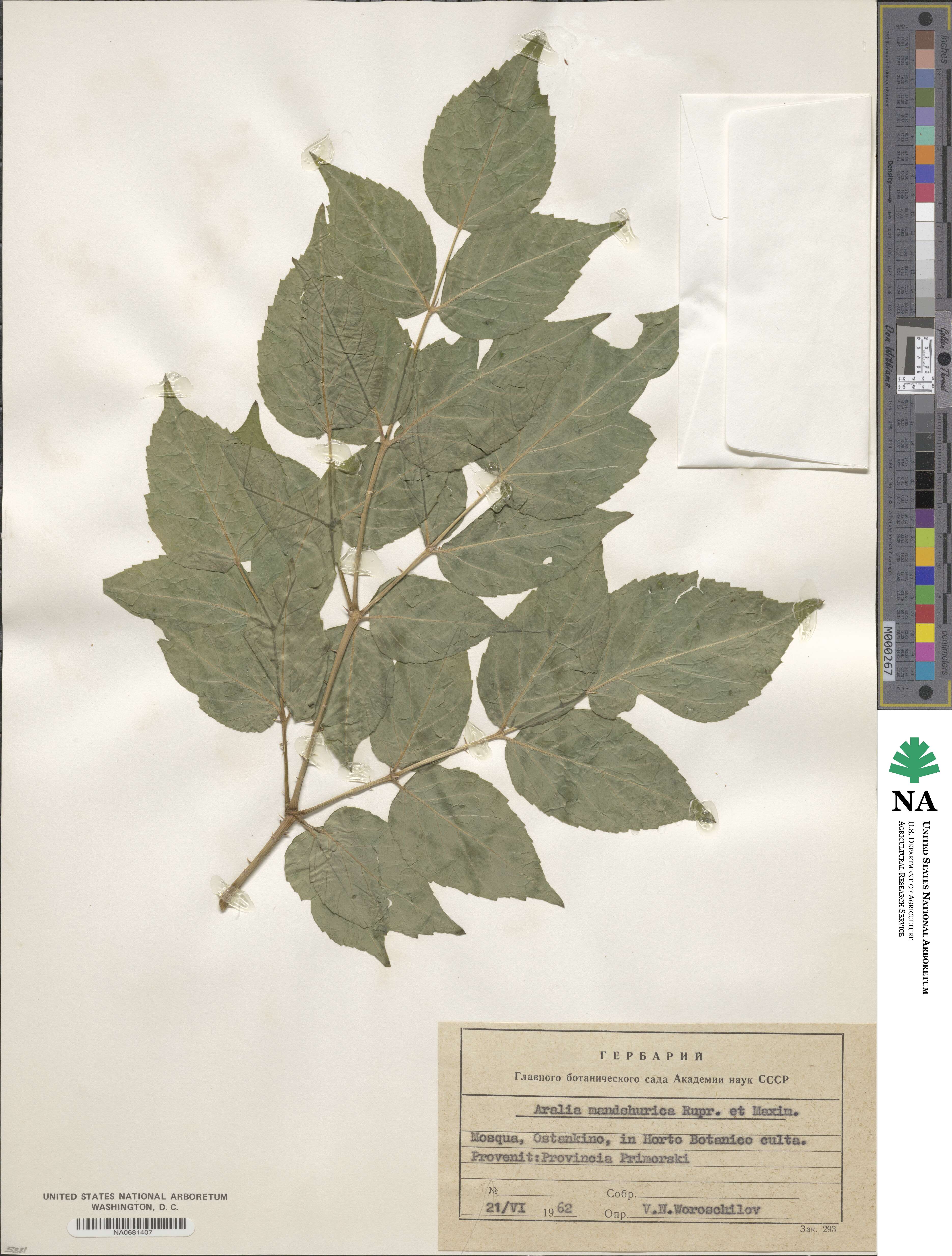 Aralia elata var. glabrescens image