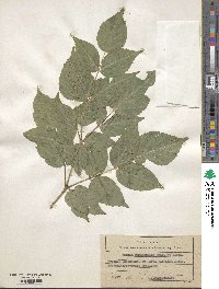 Aralia elata image