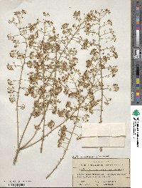 Aralia elata image