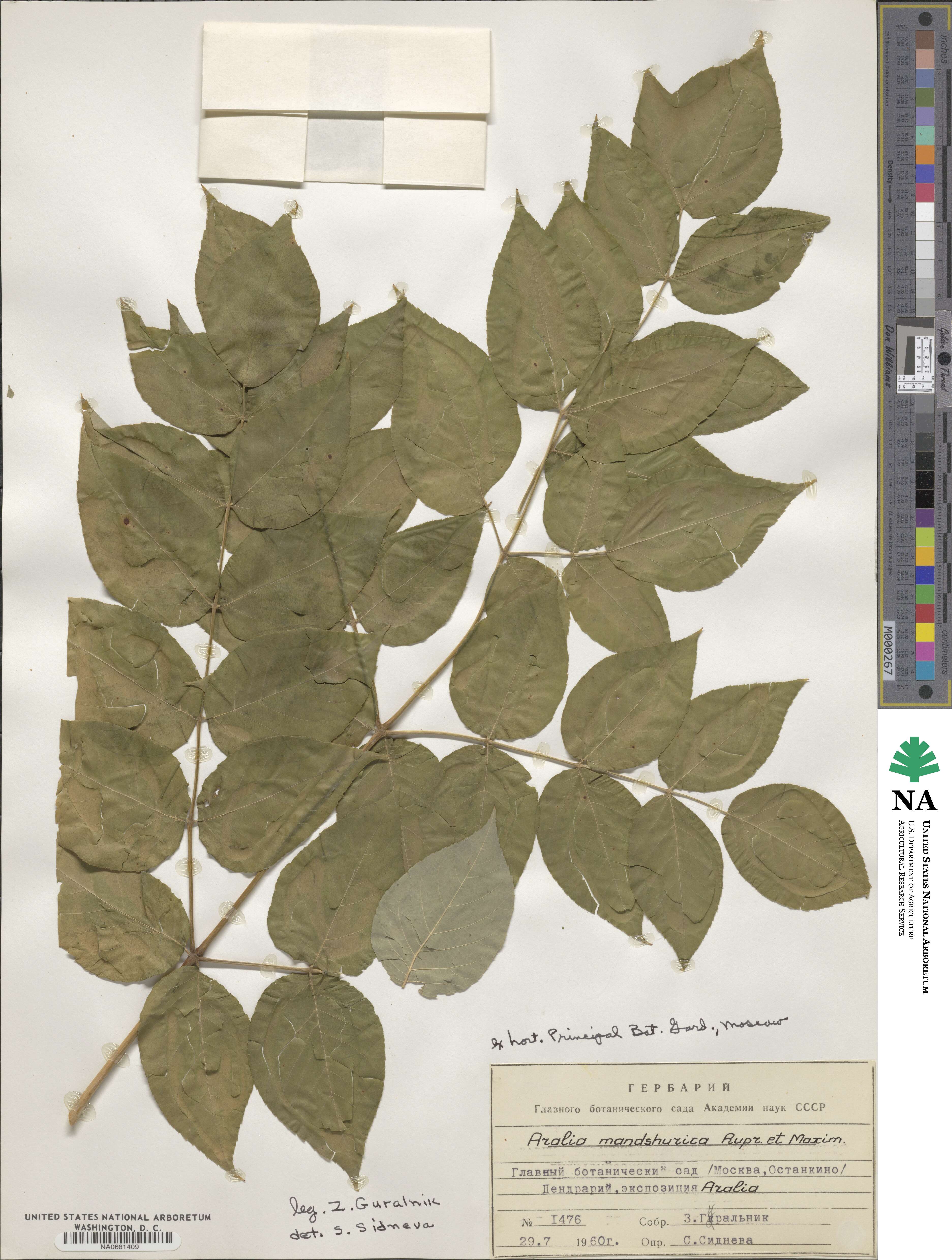 Aralia elata var. glabrescens image