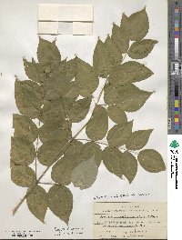 Aralia elata image