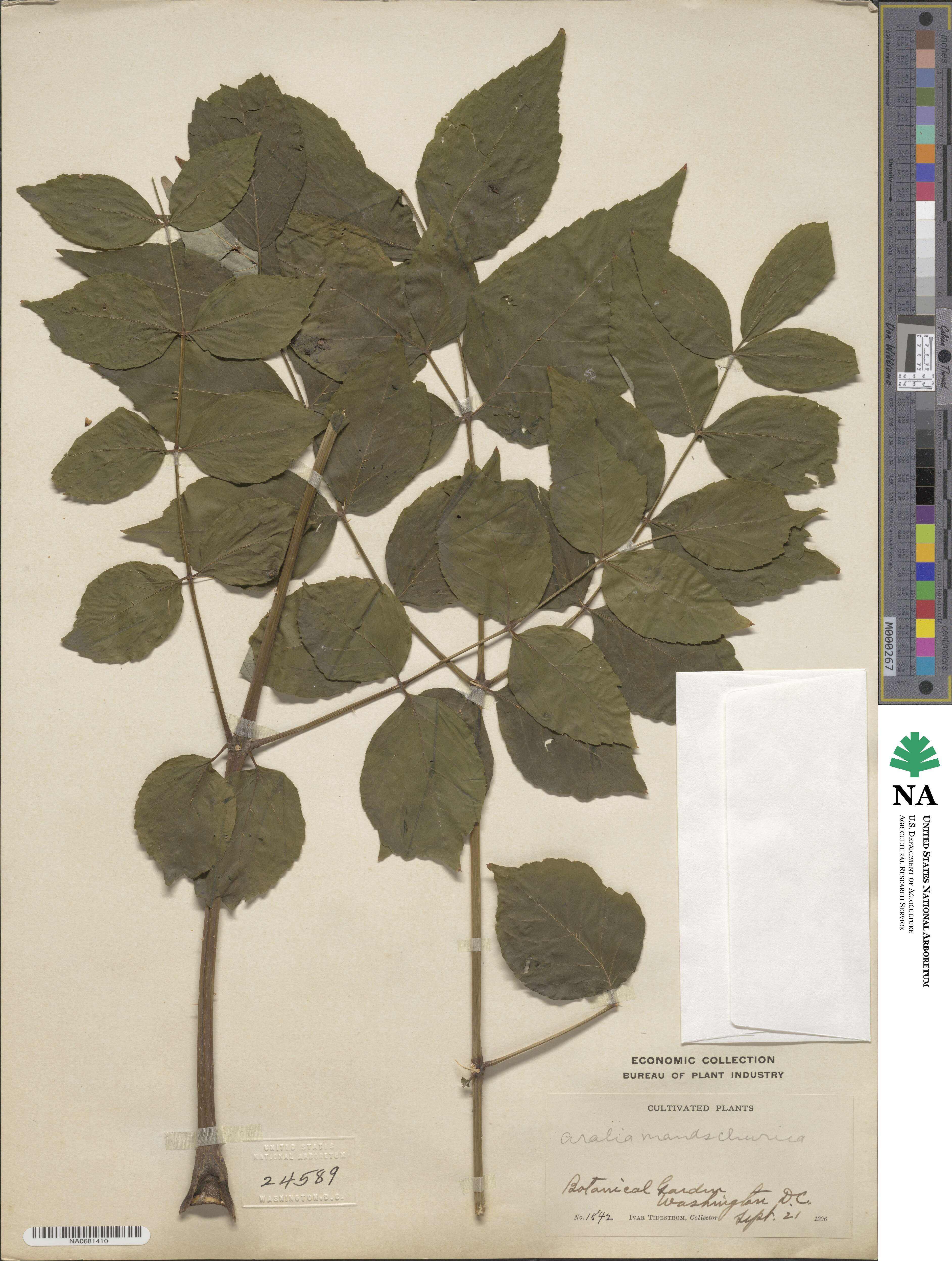 Aralia elata var. glabrescens image