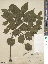 Aralia elata image