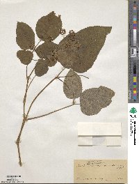 Aralia racemosa image