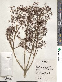 Aralia spinosa image