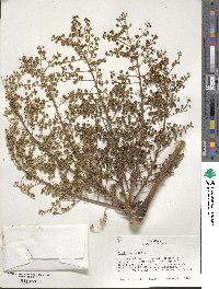 Aralia spinosa image