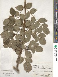 Aralia spinosa image