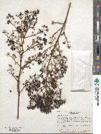 Aralia spinosa image