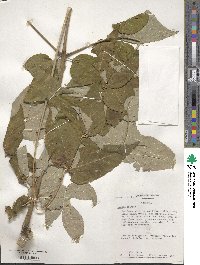 Aralia spinosa image