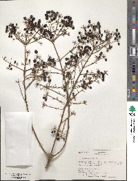 Aralia spinosa image