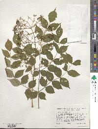 Aralia spinosa image