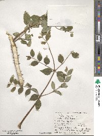 Aralia spinosa image