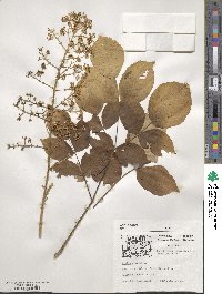 Aralia spinosa image