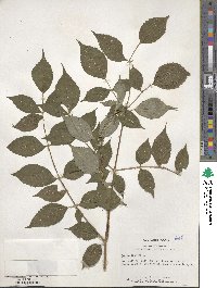 Aralia spinosa image