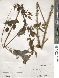 Aralia spinosa image